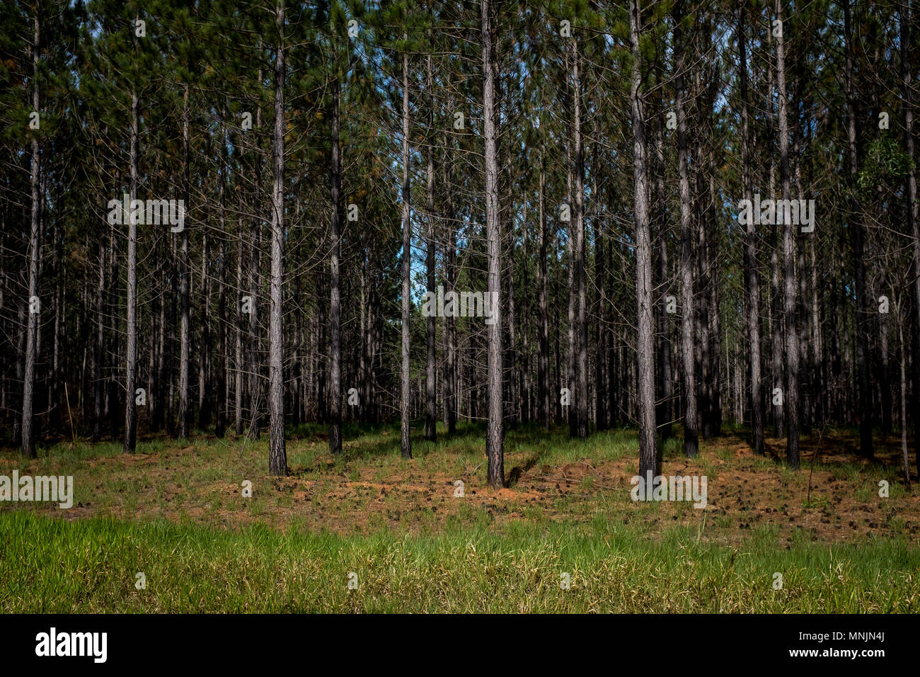 Pine Forest Beerburrum, Queensland Australia Stock Photo Alamy