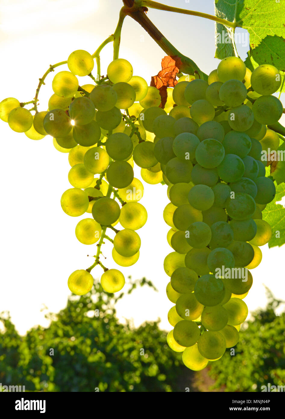 Table grapes of australia hires stock photography and images Alamy