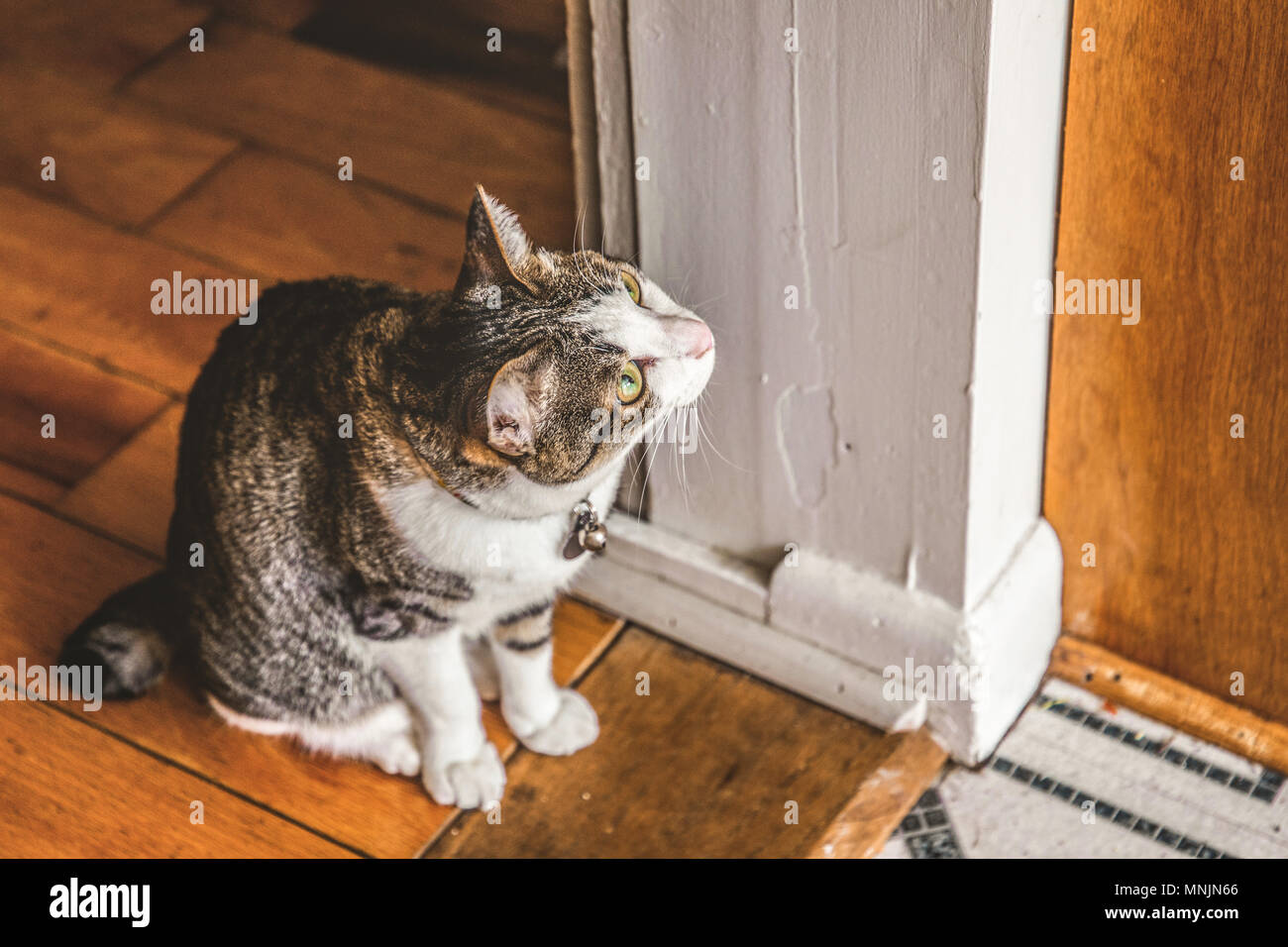 Curious Cat in Doorway Close Up Stock Photo