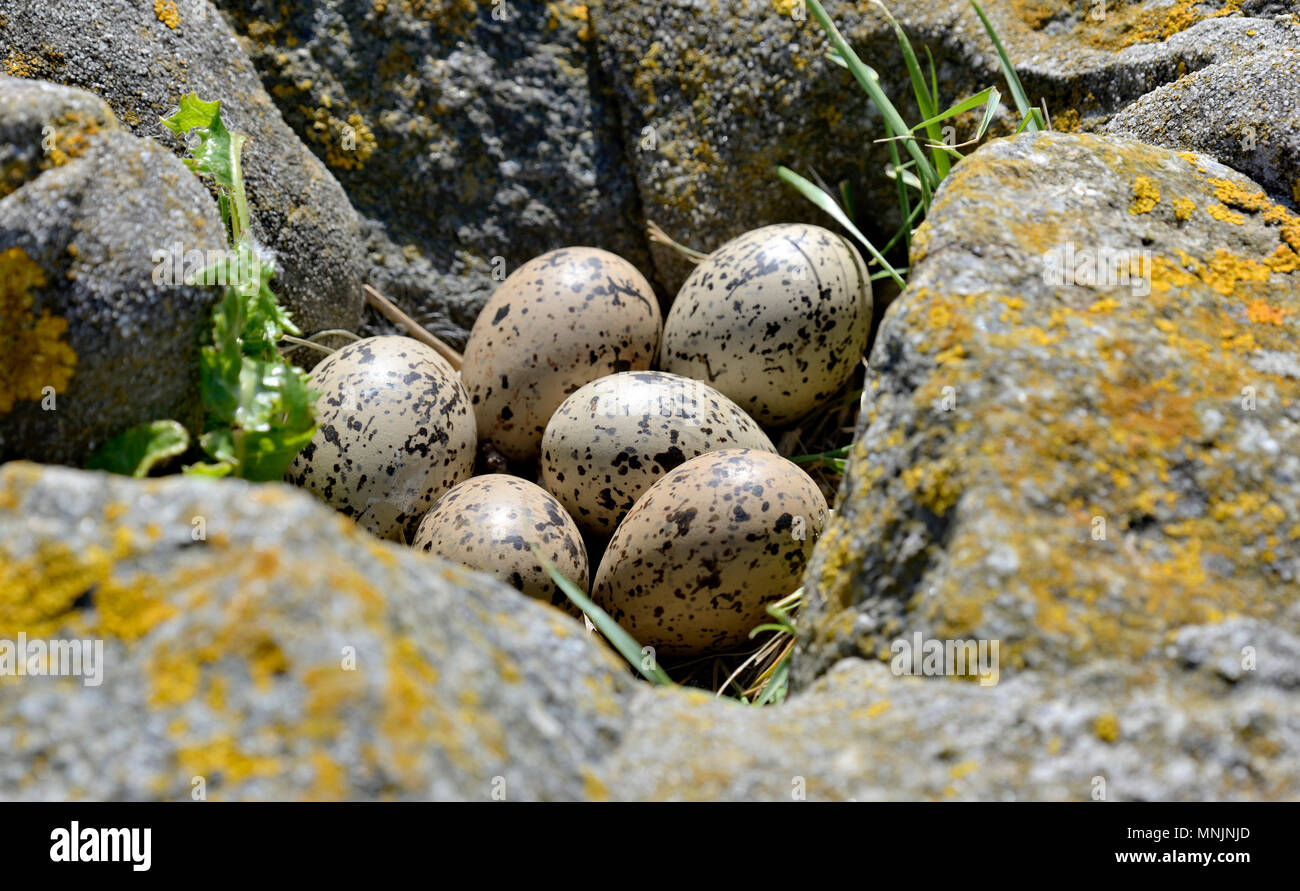 Clutch Of Eurasian Oystercatcher Haematopus Ostralegus With Six Eggs clutch-of-eurasian-oystercatcher-haematopus-ostralegus-with-six-eggs