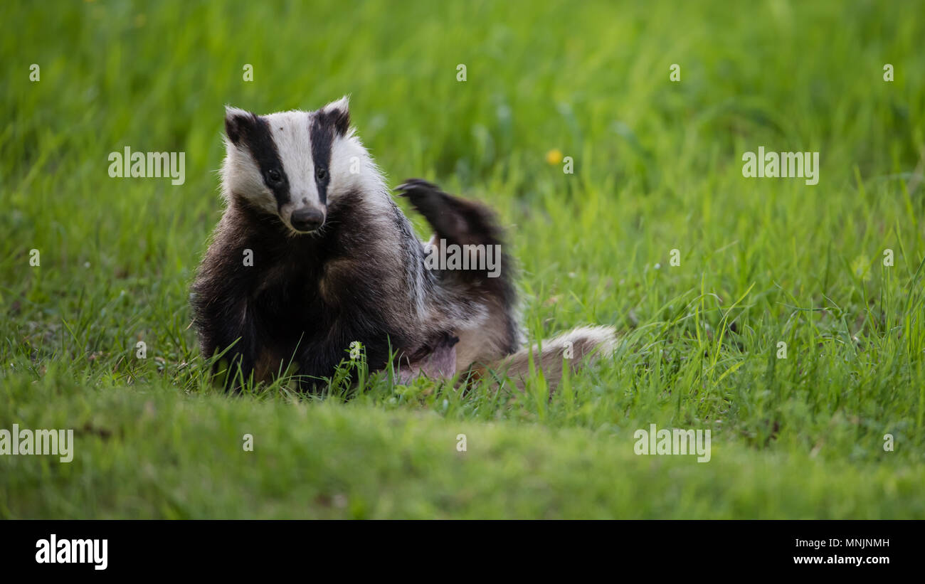 A Badger (Meles meles) scratching his back while sitting in the green grass Stock Photo