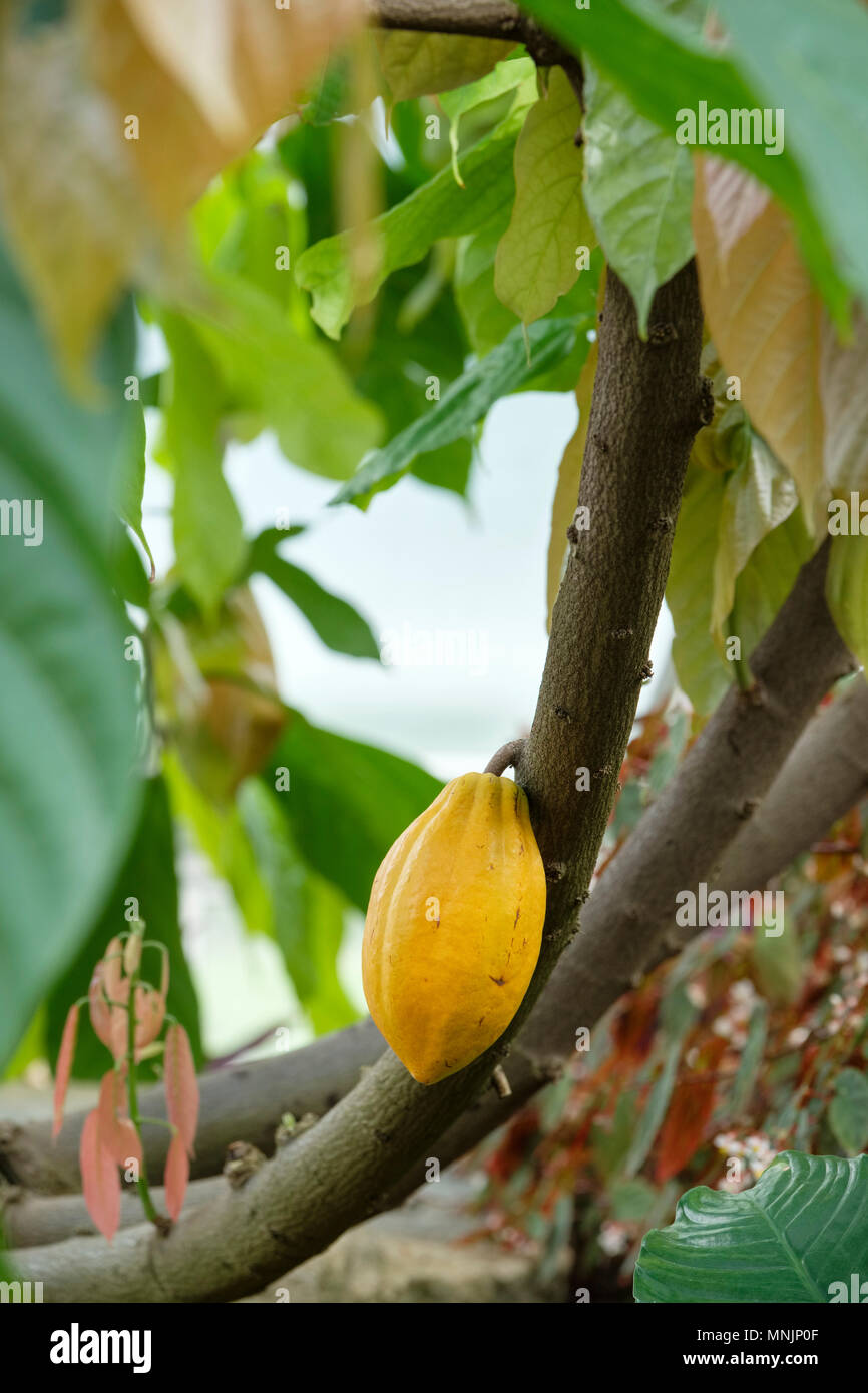 Close-up of a seed pod growing on the theobroma cacao (cocoa) tropical evergreen tree Stock Photo