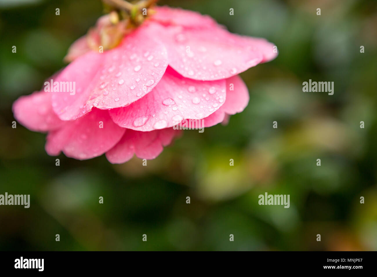 Rose raining hires stock photography and images Alamy