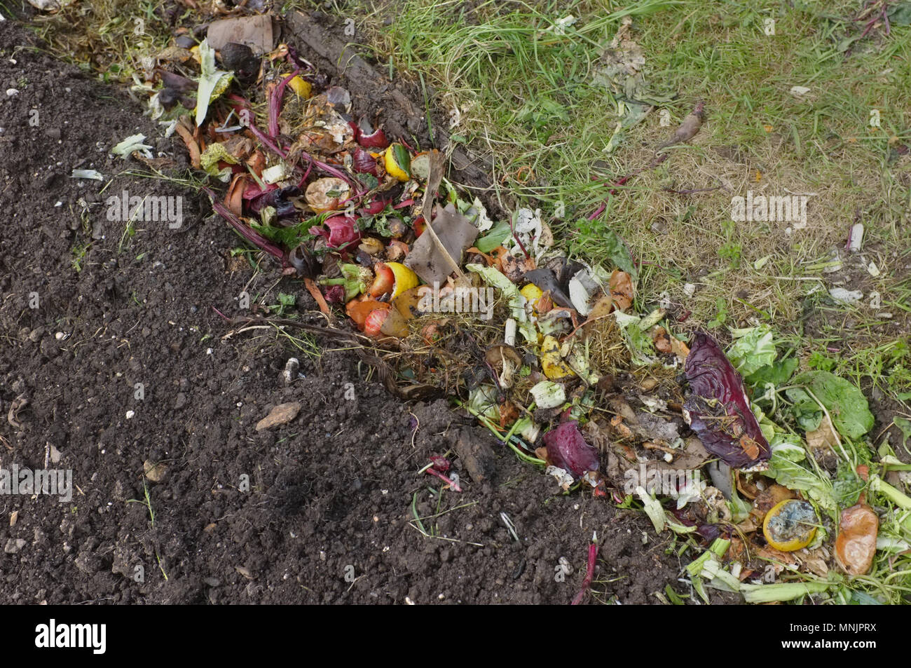 A trench dug and filled with kitchen scraps to grow runner and French beans. Stock Photo