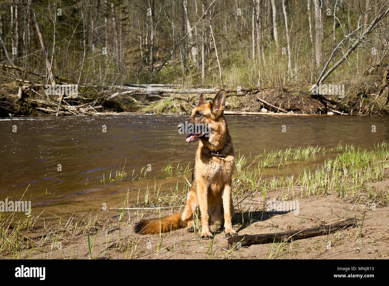 German Shepperd training in nature Stock Photo