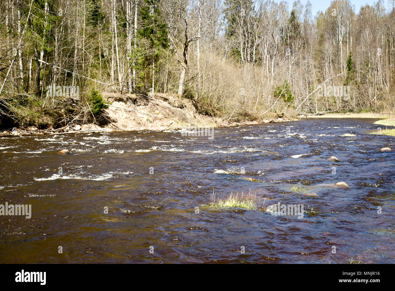 River Ogre, Latvia Stock Photo