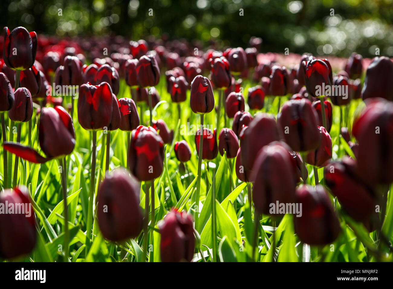 Beautiful colorful dark red tulips flowers bloom in spring garden.Decorative wallpaper with exotic tulipa flower blossom in springtime.Beauty of natur Stock Photo
