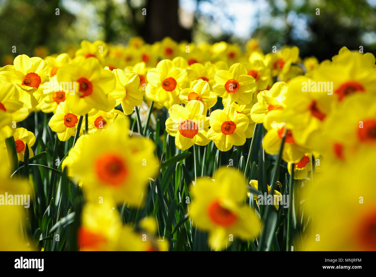 Beautiful colorufl yellow jonquils flowers bloom in spring garden