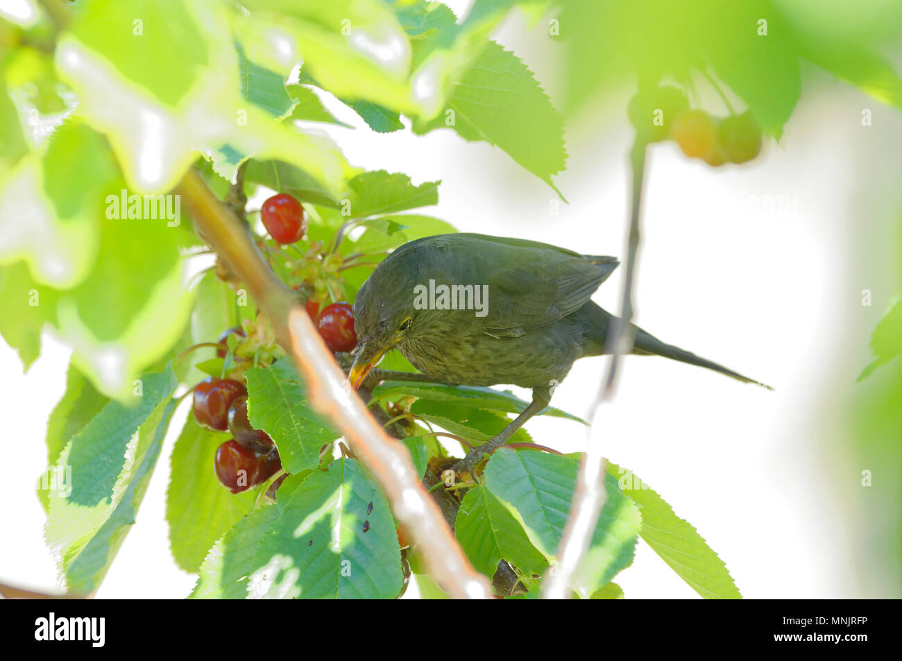 Bird eating the first cherries of springtime in French Riviera Stock Photo