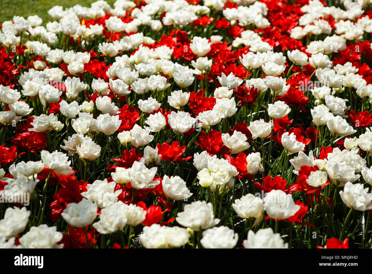 photo When Do Peonies Bloom In Minnesota https www alamy com beautiful red peonies flowers bloom in spring gardendecorative wallpaper with white paeonia mascula flower blossom in springtimebeauty of nature pos image185425113 html