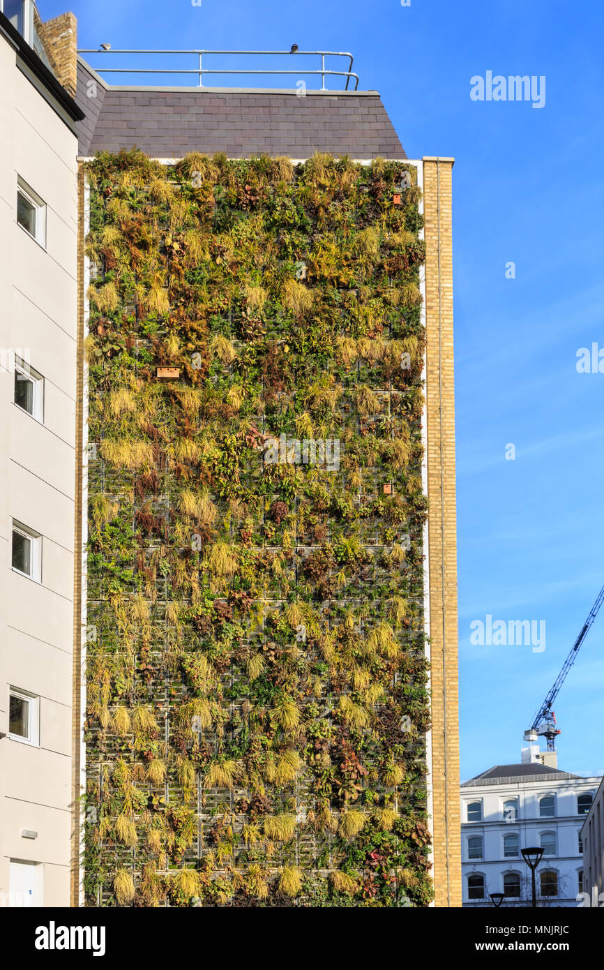 vertical green wall on A Green Wall Vertical Planting Also Known As A Living Wall Or Vertical Garden Building In Price Street Southwark London Uk Stock Photo Alamy