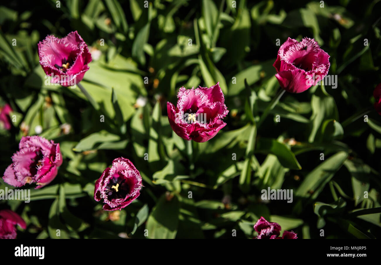 Flora poste hires stock photography and images Alamy