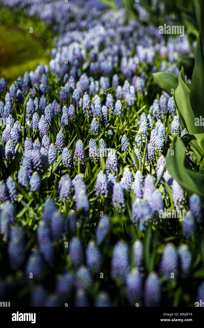 Hyacinth Wallpaper (57+ images)