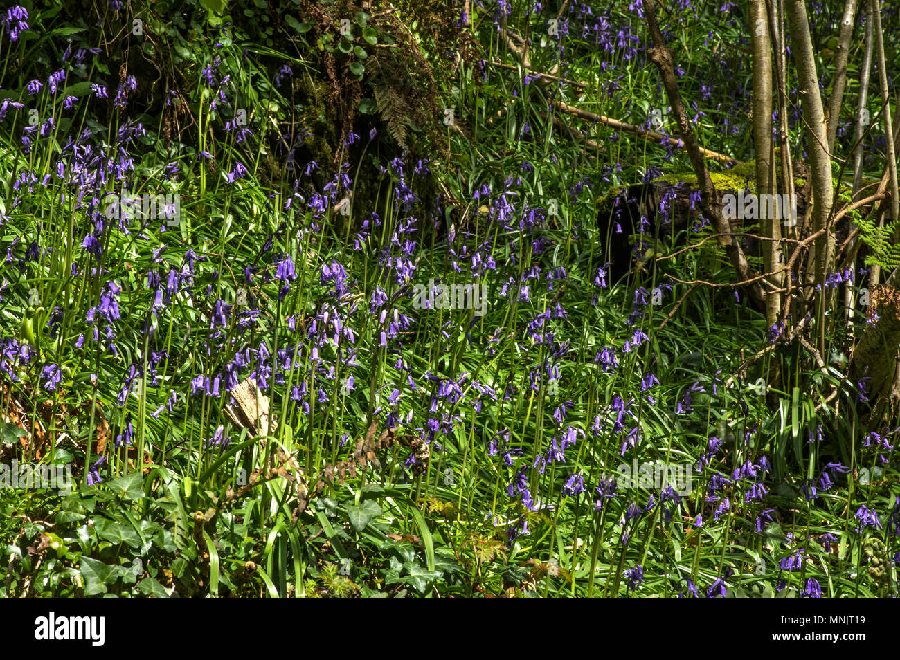 Bluebells growing in an ancient woodland Stock Photo