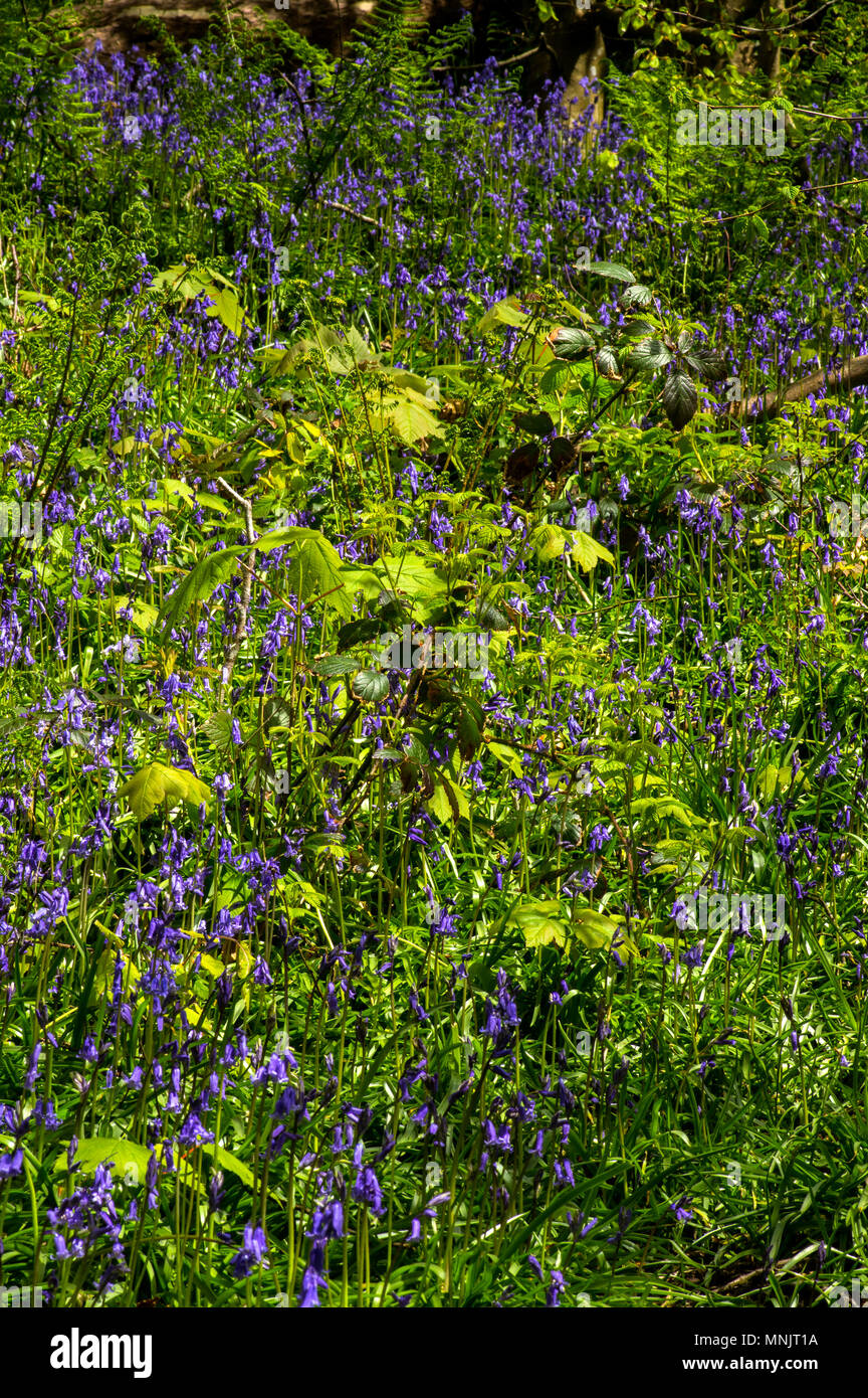 A patch of Bluebells in a woodland clearing Stock Photo