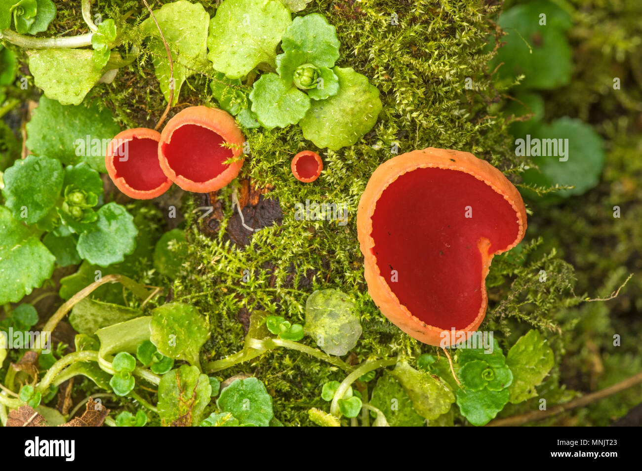 An uncommon fungus found in wet woodland Stock Photo