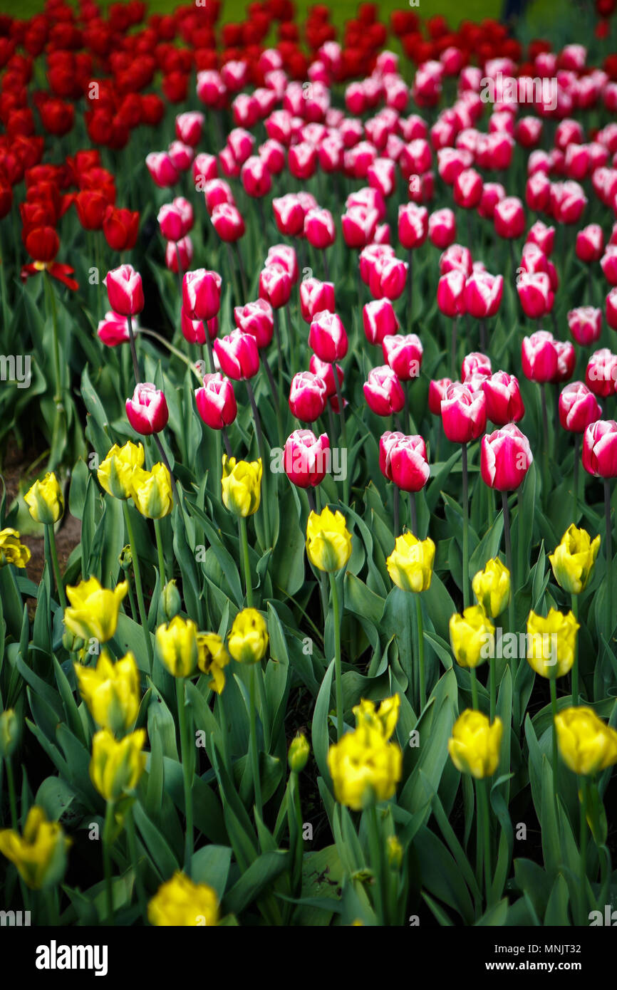 Featured image of post Tulip Flower Wallpaper Beautiful Nature Planting tulips tulips garden tulips flowers exotic flowers orange flowers pretty flowers beautiful flowers wallpapers beautiful gif tulip pretty princess is a true beautiful soft pink tulip with darker pink flames