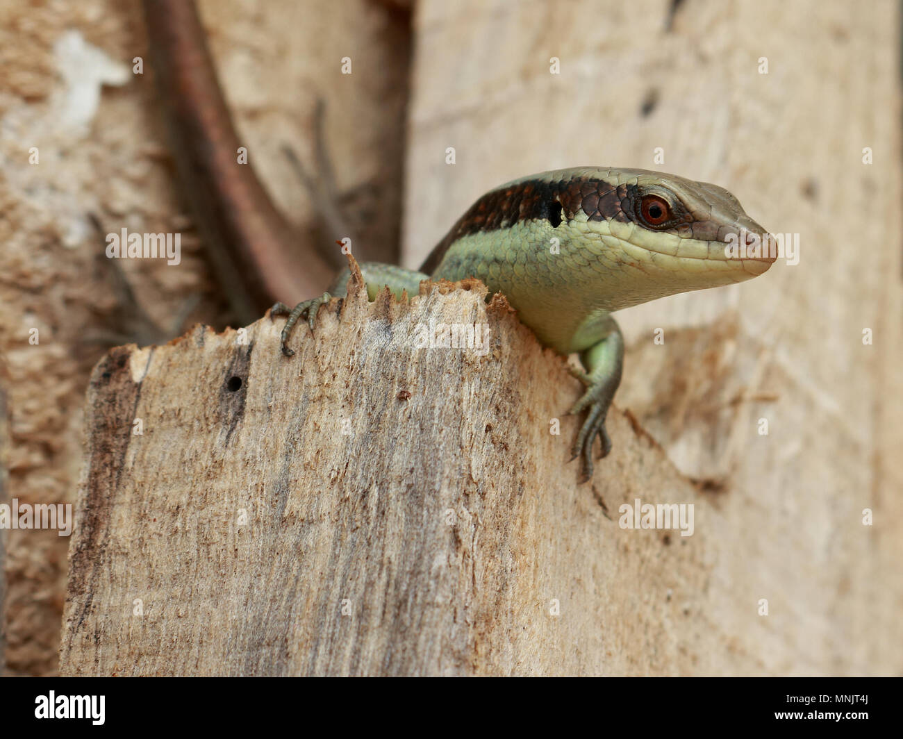 A skink be arrogant on the wood piles. Stock Photo