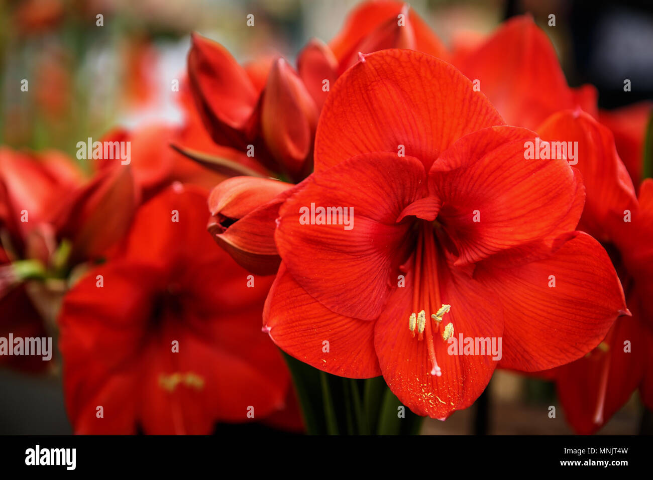 Beautiful colorful orange bugle lilies flowers bloom in spring garden.Decorative wallpaper with red watsonia flower blossom in springtime.Beauty of na Stock Photo