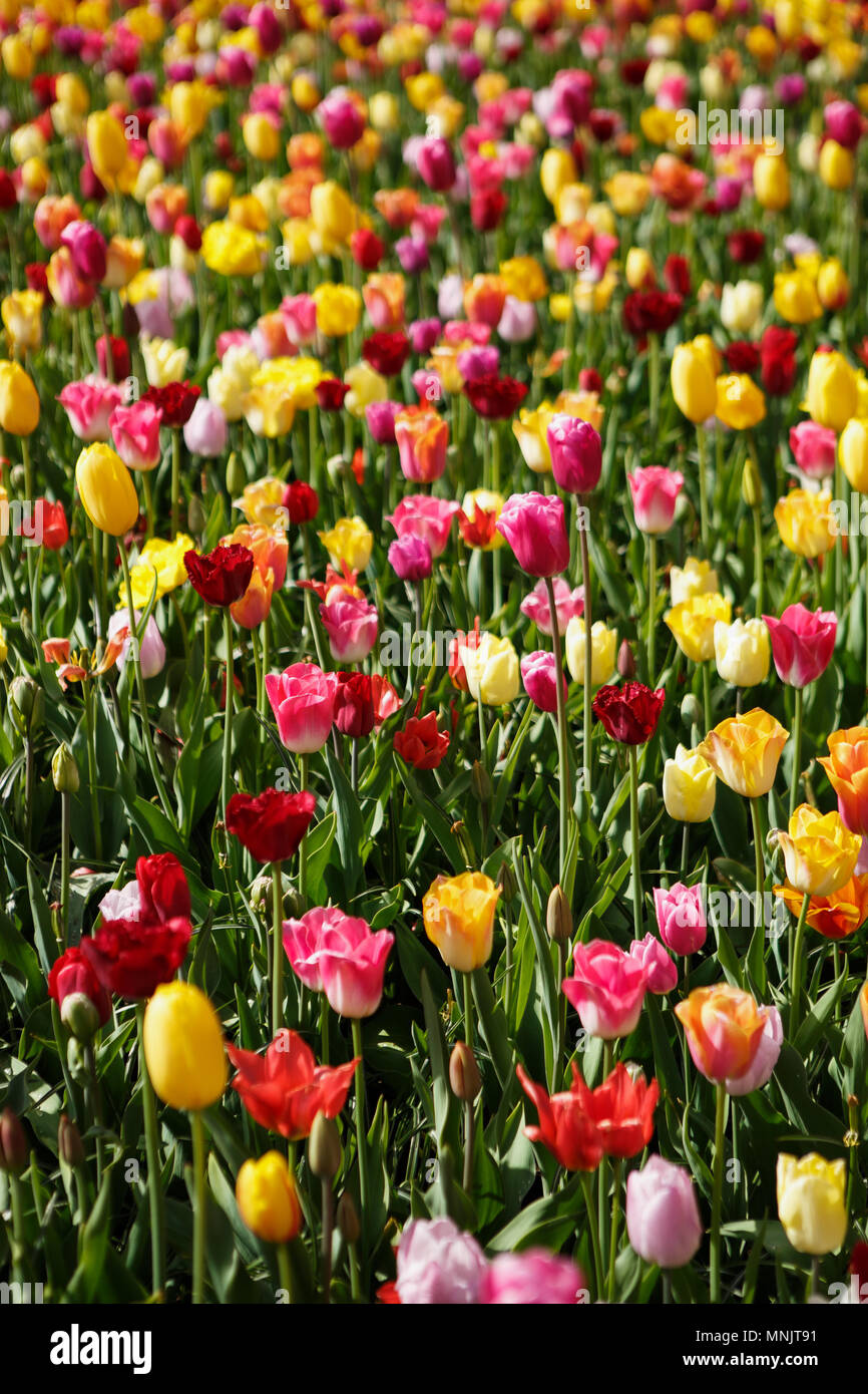 Tulipa Ivory Florida Darwin in Park. Blooming Flowering White Tulips in  Garden. Spring Flower Wallpaper. Tulip `Ivory Floradale` Stock Image -  Image of flower, florida: 217427829