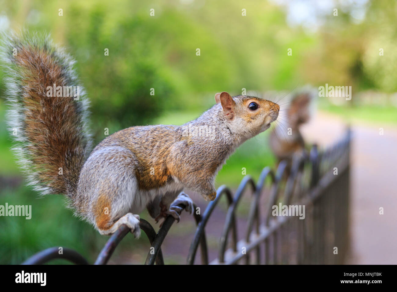 A  cute Eastern gray squirrel (Sciurus carolinensis), or grey squirrel, sits on a fence in a park, sunny day, UK Stock Photo