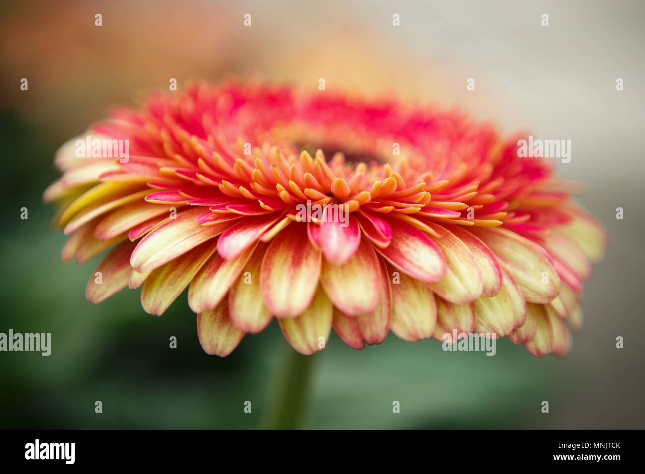 Dutch chrysanthemum hi-res stock photography and images - Alamy