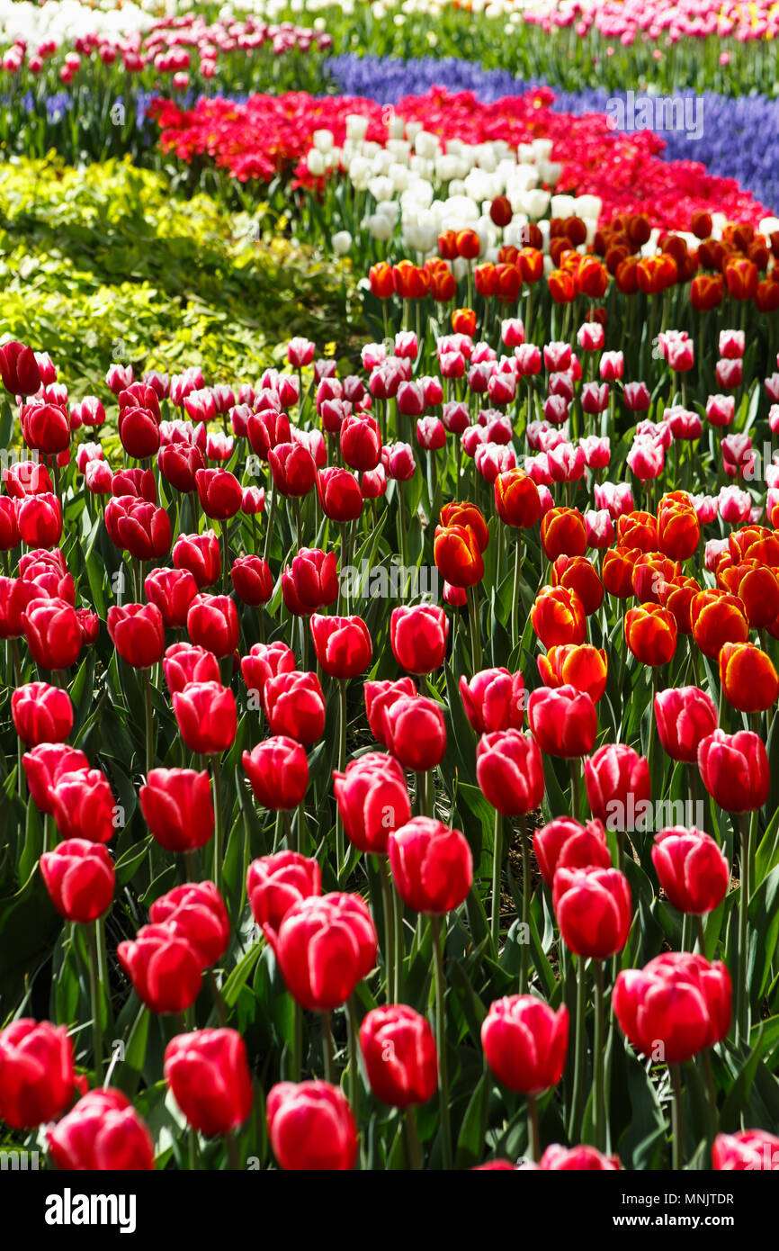Beautiful colorful red tulips flowers bloom in spring   wallpaper with exotic tulipa flower blossom in  of nature  pos Stock Photo - Alamy