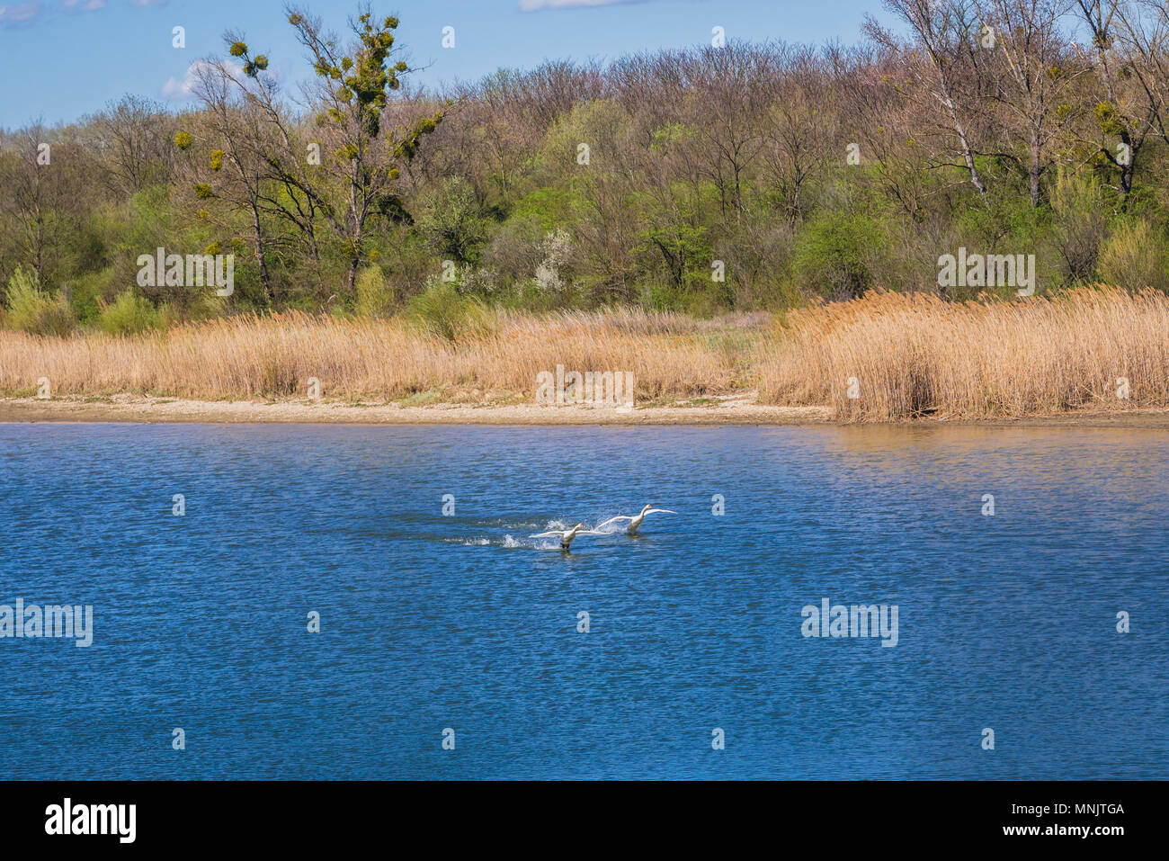 Swans on a water channel in Danube Auen National Park in Austria Stock Photo