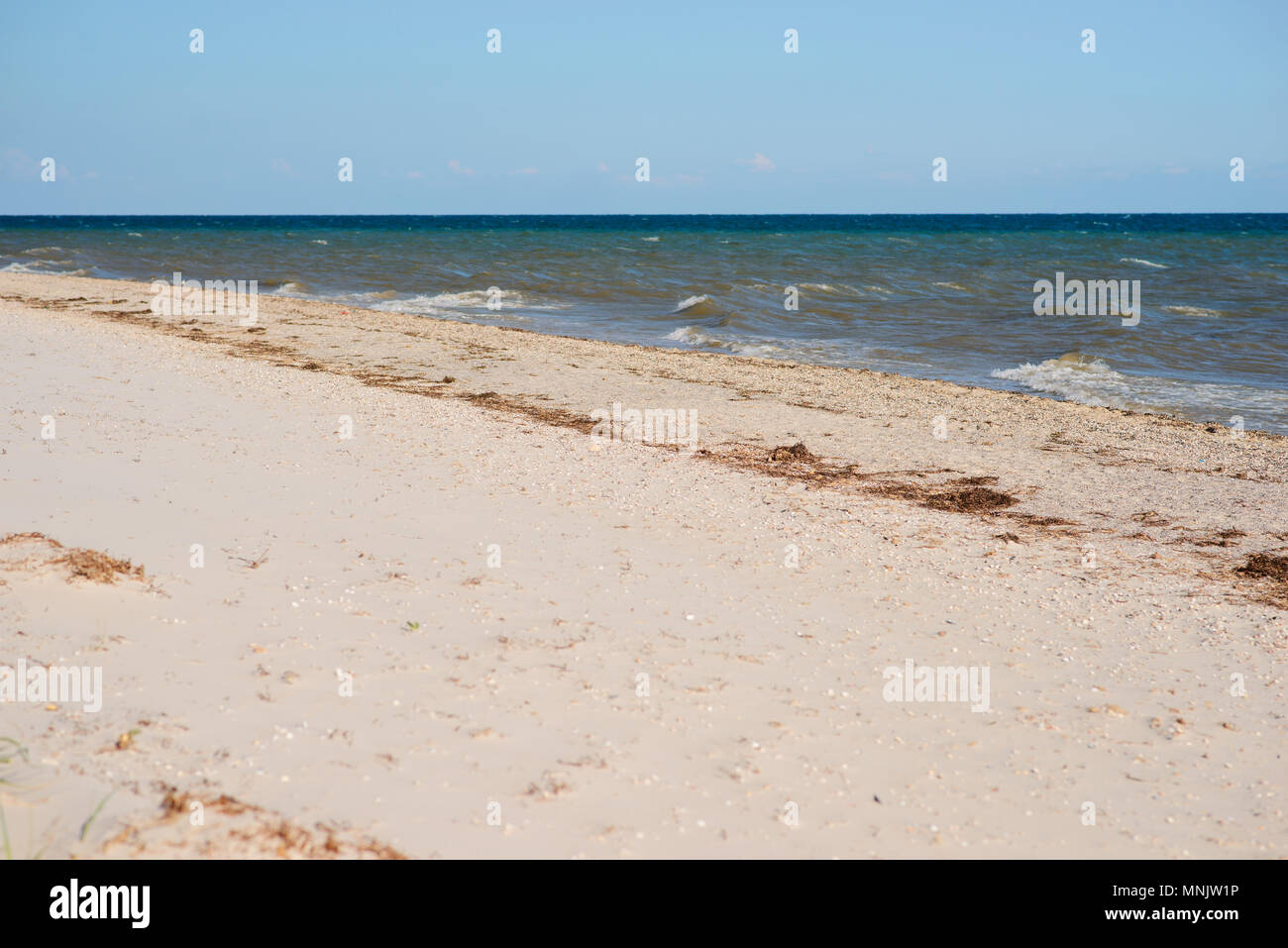 a wild beach and a pigeon sea water on a lovely sunny day. Stock Photo