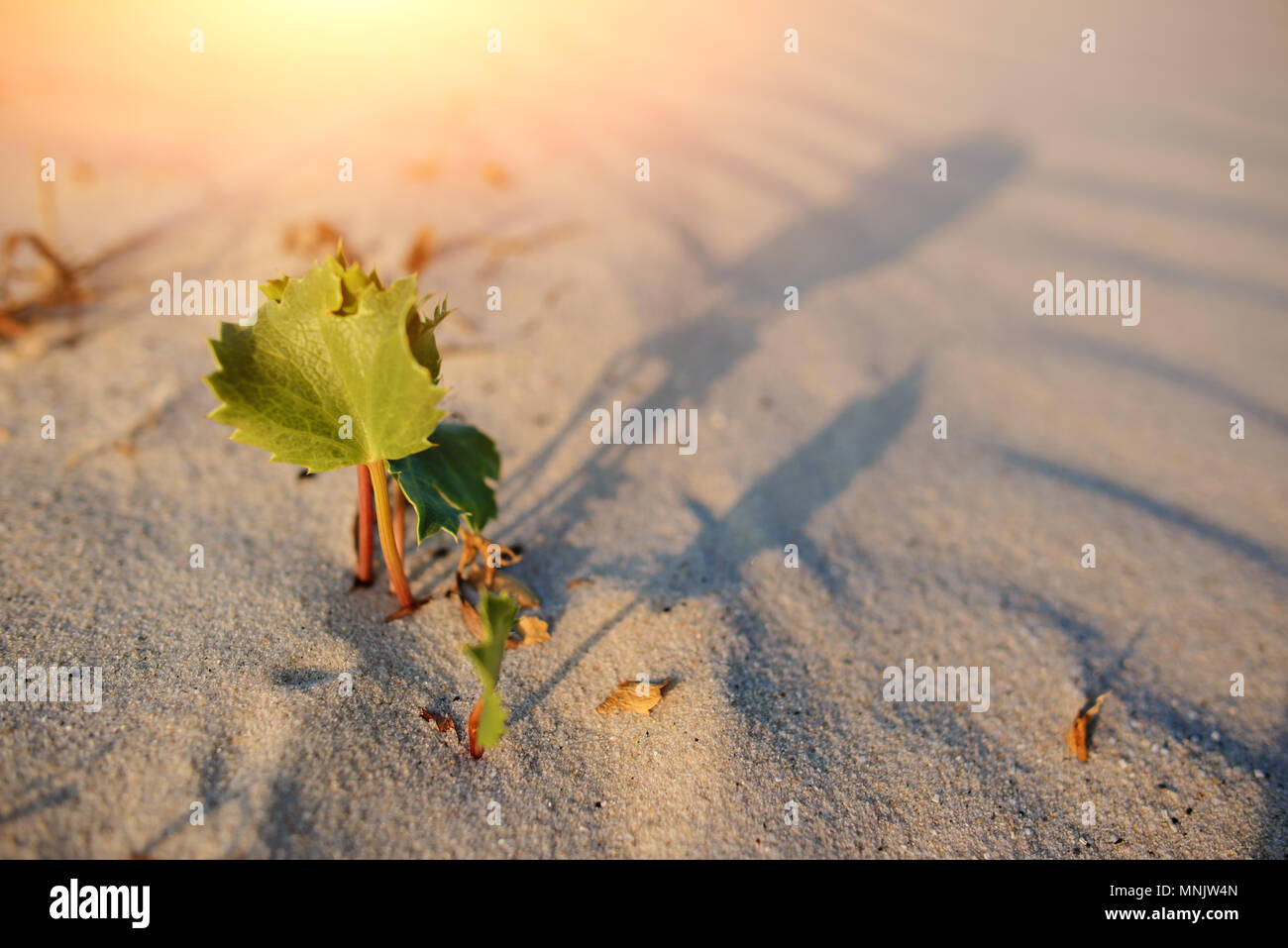 Green shoot in the desert - conceptual photo for growth in adverse conditions. Stock Photo