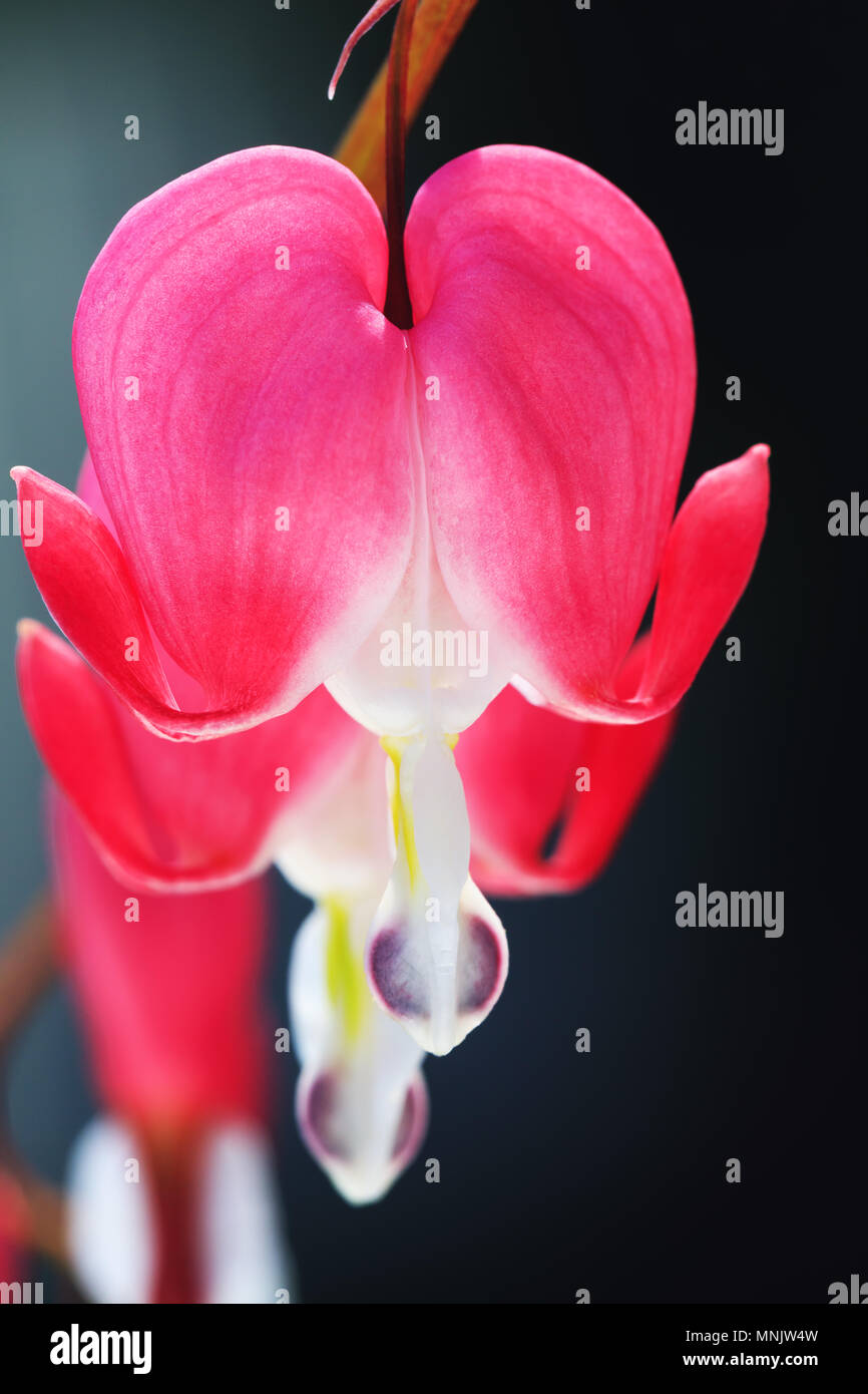 Broken heart flower in close up picture. Beautiful bleeding heart