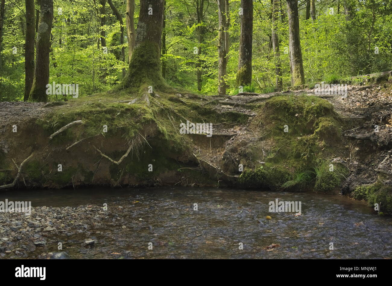 Jaral Roots Worn roots hi-res stock photography and images - Alamy
