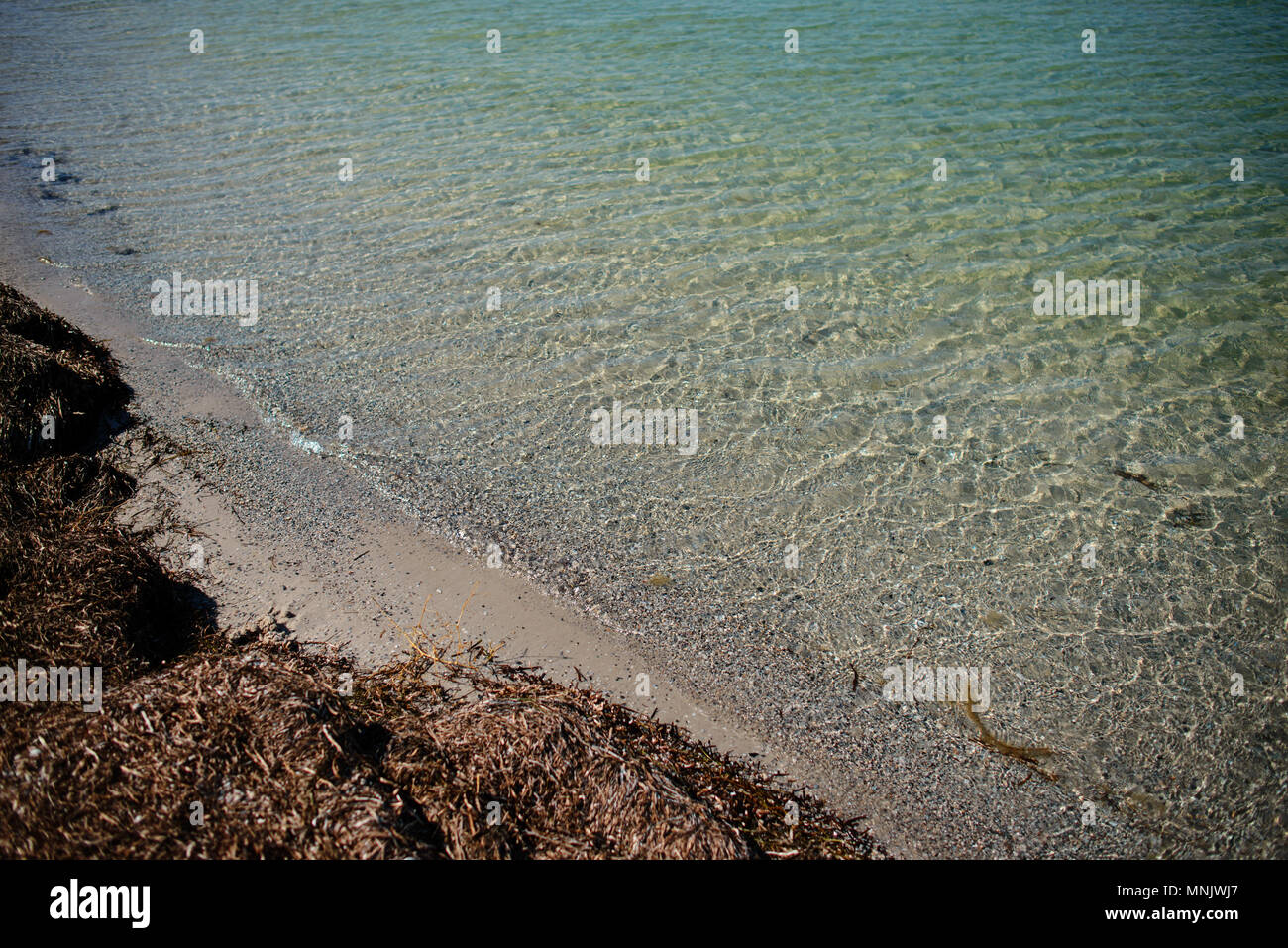 a wild beach and a pigeon sea water on a lovely sunny day. Stock Photo