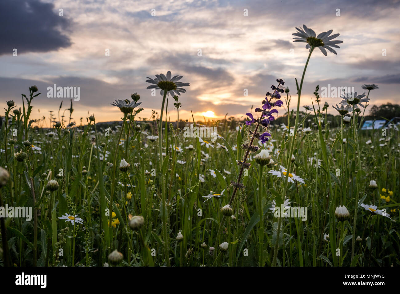 Marguerites on a meadow in spring at sunrise. At Bayreuth, Germany, Wilhelminenaue. Stock Photo