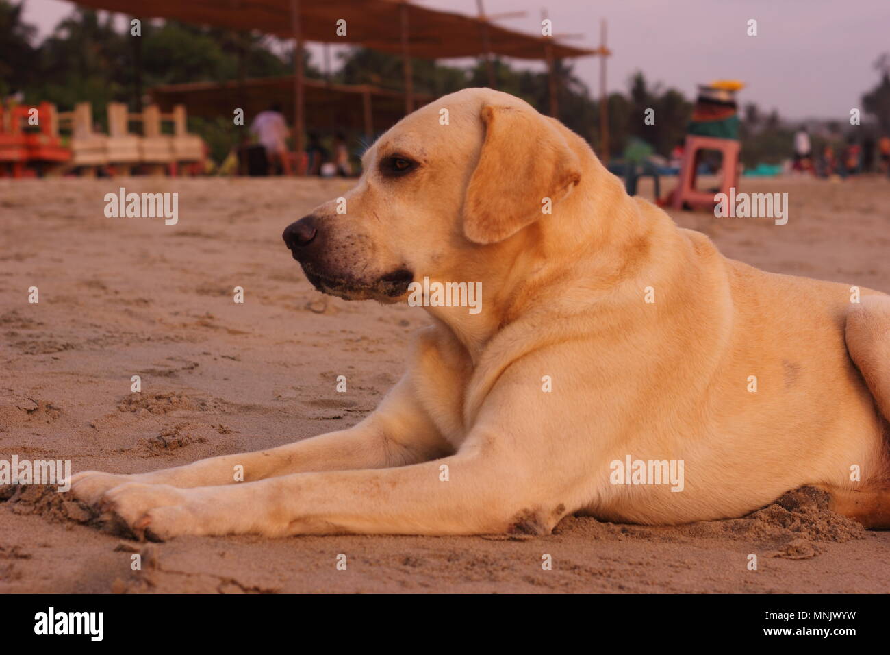 Dogs at Ashwem beach, Goa, India Stock Photo