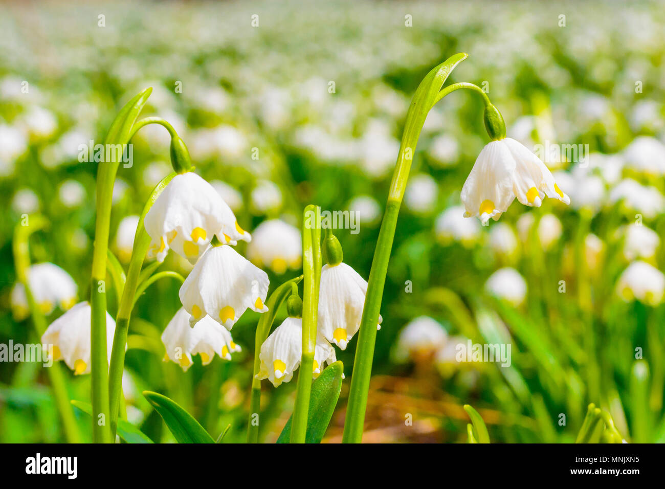 Spring Snowflake Flowers Leucojum Vernum Blooming In Sunset Early Spring Snowflake Flowers In March First Flowers In Springtime Closeup Of White Sp Stock Photo Alamy