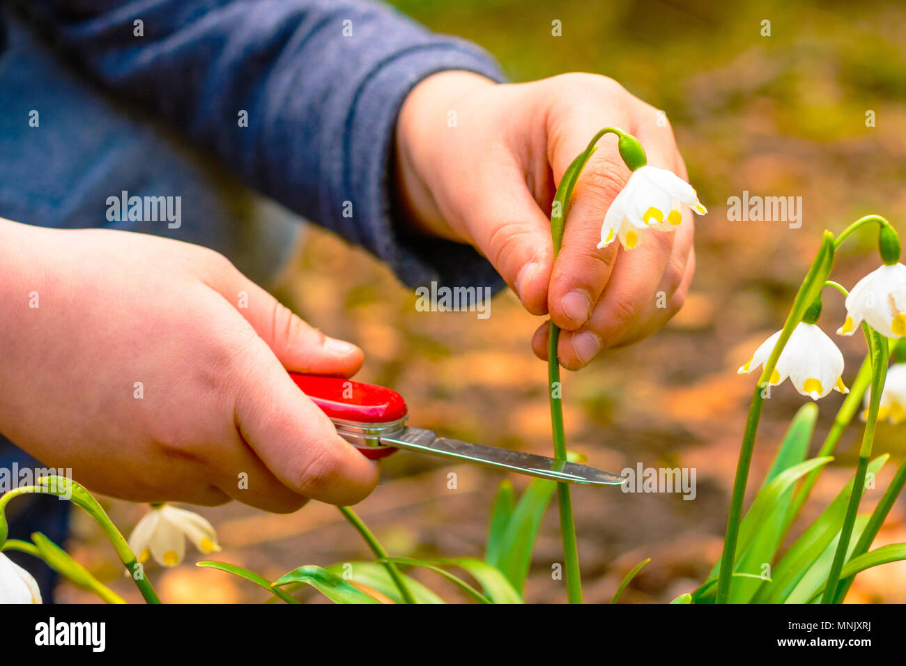 Spring snowflake flowers Leucojum vernum blooming in sunset. The boy holding a red knife cuts legally protected flowers. First flowers in springtime.  Stock Photo