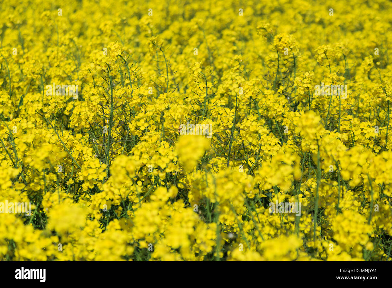 England, North Yorkshire, Rievaulx. Near River Rye. Fields of bright yellow Brassica Napus. Brassicaceae. Common name: Canola or Rapeseed.  Used for o Stock Photo