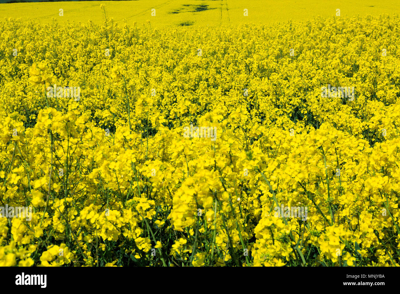 England, North Yorkshire, Rievaulx. Near River Rye. Fields of bright yellow Brassica Napus. Brassicaceae. Common name: Canola or Rapeseed.  Used for o Stock Photo