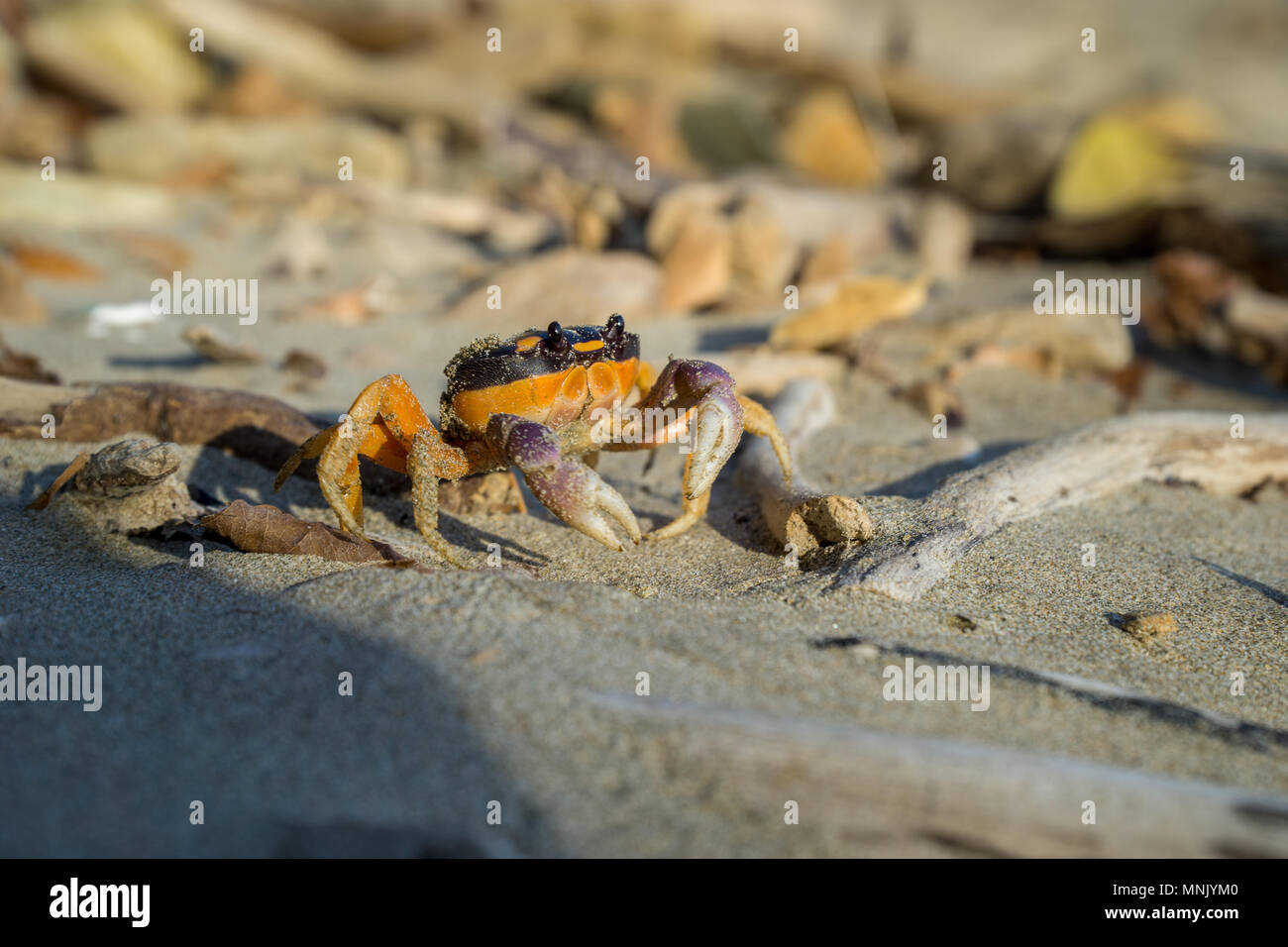 Friendly, smiling crab showing its claws on the beach. Stock Photo
