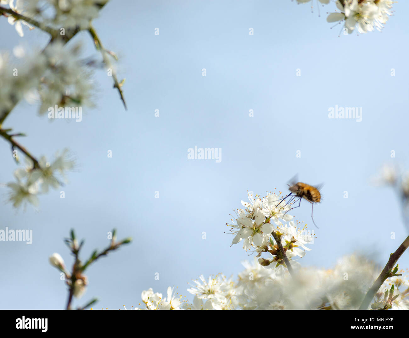 Insect on blackthorn blossom hi-res stock photography and images - Alamy