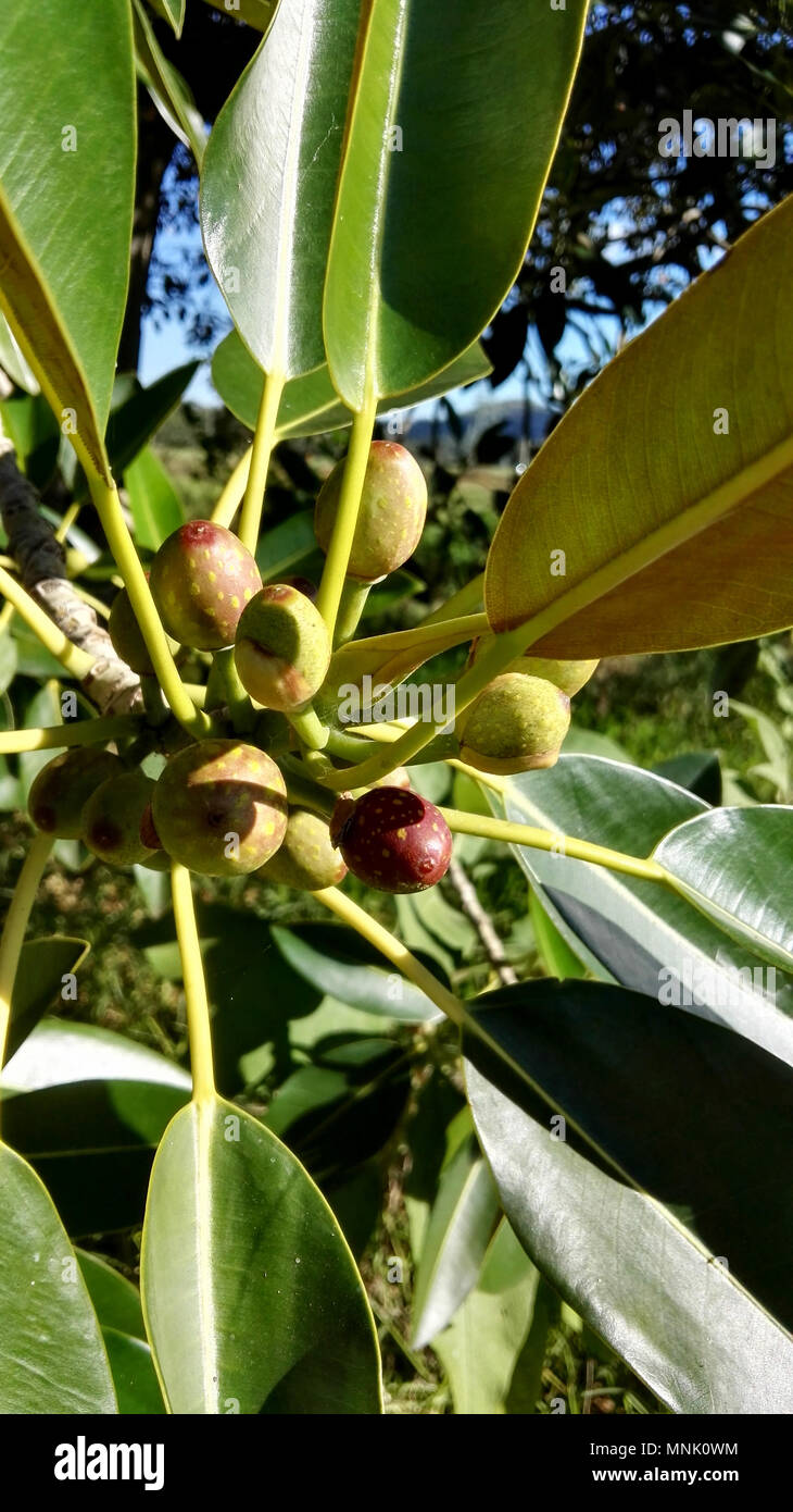 Strangling fig fruit close up Stock Photo