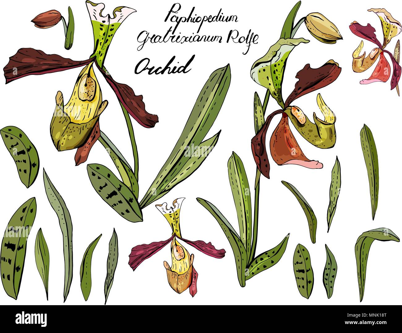 Isolated orchid paphiopedilum on white. Stock Vector