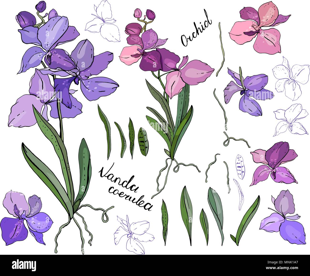 Isolated orchid vanda on white. Different color Stock Vector