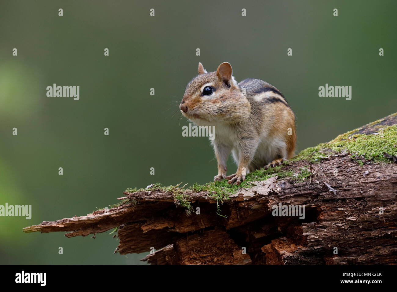 Cheek pouch hi-res stock photography and images - Alamy