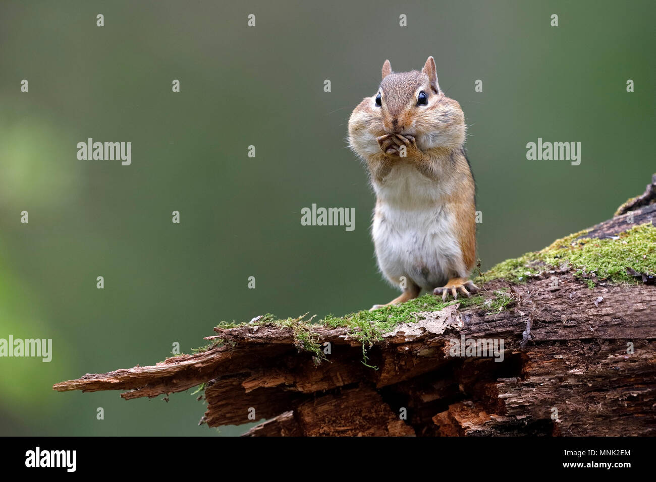 Eastern Chipmunk (Tamias striatus) standing on a mossy log with its cheek pouches full of food - Lambton Shores, Ontario, Canada Stock Photo