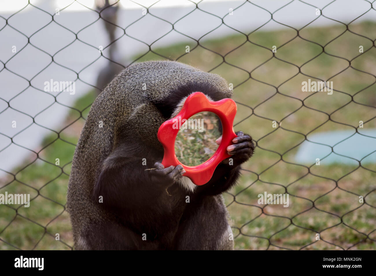 Monkey looking at mirror hires stock photography and images Alamy