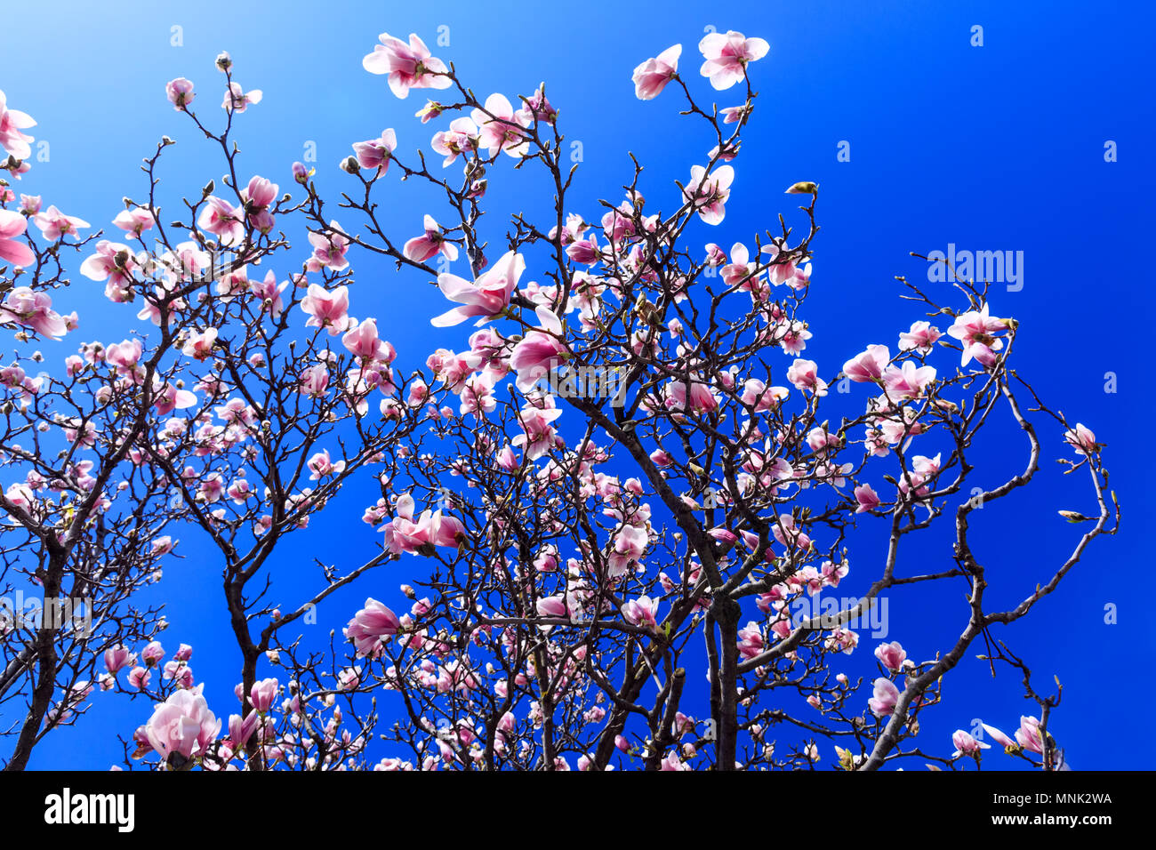Blooming magnolia flowers in spring season. Pink magnolia tree blossom on background of blue sky. Beautiful spring magnolia flower on a sunny day. Stock Photo