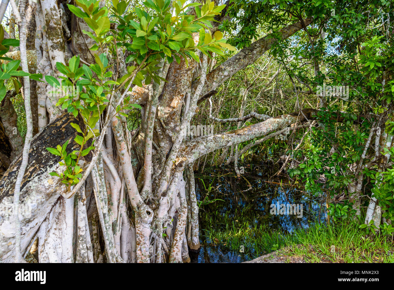Anhinga Trail of the Everglades National Park. Boardwalks in the swamp. Florida, USA. Stock Photo