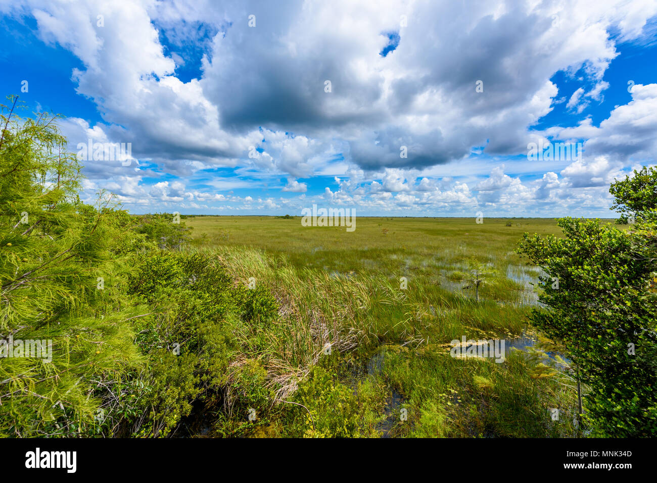 Pa-Hay-Okee Lookout Tower and trail of the Everglades National Park. Boardwalks in the swamp. Florida, USA. Stock Photo